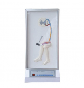 Spinal cord reflex and injury manifestation model product functional test report